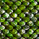 Dragonscale